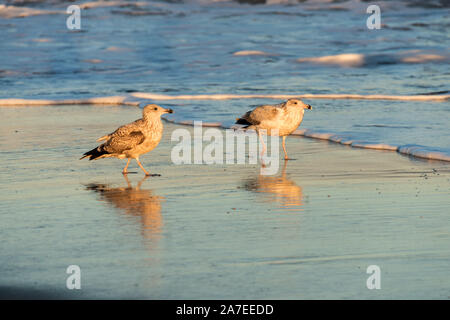Juvenile Great Black-backed Möwen in der Brandung im Ocean City, New Jersey. Stockfoto