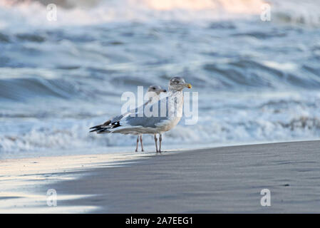 Juvenile Silbermöwe (Larus argentatus) in der Brandung bei Sonnenuntergang, Ocean City, New Jersey. Stockfoto