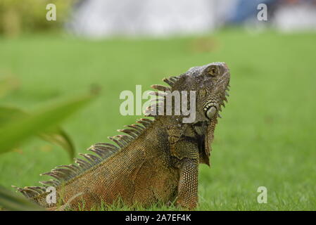 Iguana in die leguane Park in Guayaquil, Ecuador Stockfoto