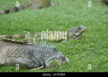 Iguana in die leguane Park in Guayaquil, Ecuador Stockfoto