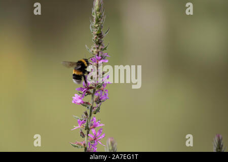 Nahaufnahme Foto: Lythrum salicaria Anlage. Er war in Rosa angehoben. See Landschaft im Hintergrund. Es gibt eine Wespe. Stockfoto