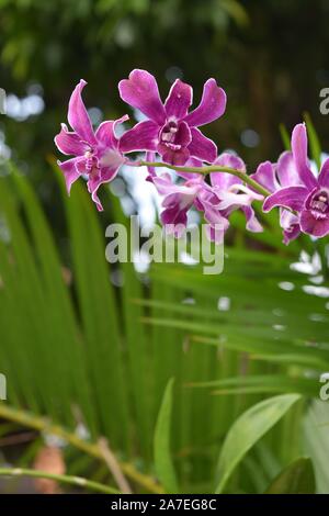 Orchideen in Bangkok. Stockfoto