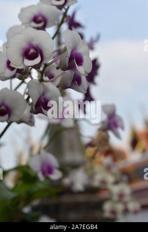 Orchideen in Bangkok. Stockfoto