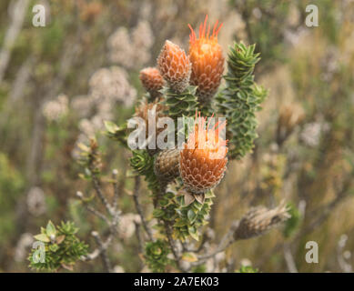 Chuquiraga jussieui, 'Blume der Anden' wächst in der Nähe von den Hängen des Vulkan Cotopaxi, Ecuador Stockfoto