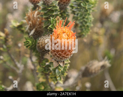 Chuquiraga jussieui, 'Blume der Anden' wächst in der Nähe von den Hängen des Vulkan Cotopaxi, Ecuador Stockfoto