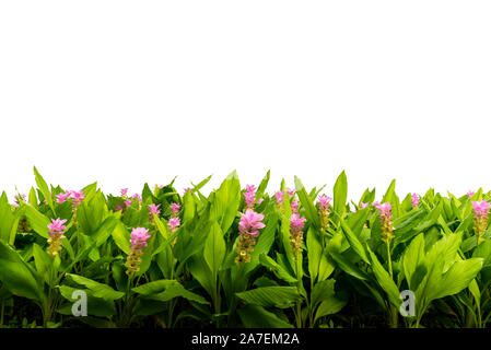 Isolierte Reihe von rosa Blume oder rosa Siam Tulpe. Isolierte schöne Blume mit weißen Hintergrund. Stockfoto