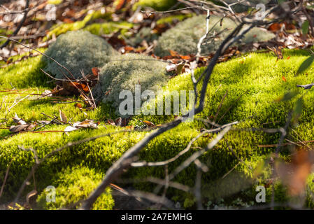 Sonnendurchfluteten grünen Moos Boden Deckel Panola Mountain State Park in der Arabia Mountain National Heritage Area in der Nähe von Atlanta, Georgia. (USA) Stockfoto