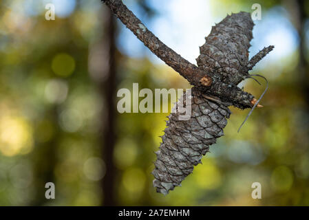 Tannenzapfen auf einer Kiefer Niederlassung bei Panola Mountain State Park in der Nähe von Atlanta, Georgia. (USA) Stockfoto