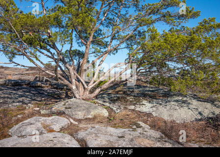 Baum aus Granit Felsen entlang des Wanderweges auf Arabien Berg in der Davidson-Arabia Mountain Nature Preserve in der Nähe von Atlanta, GA. (USA) Stockfoto