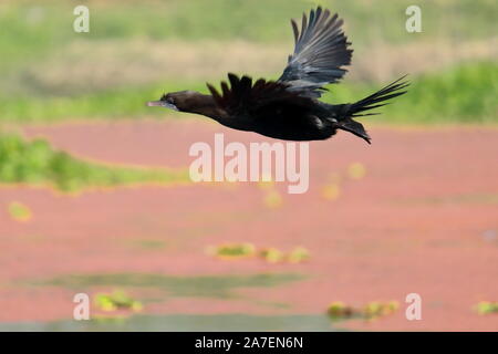 Ein wenig Kormoran (Microcarbo niger) ist Fliegen über den Chupi See oder Chupir Char an purbasthali Vogelschutzgebiet in West Bengal, Indien Stockfoto