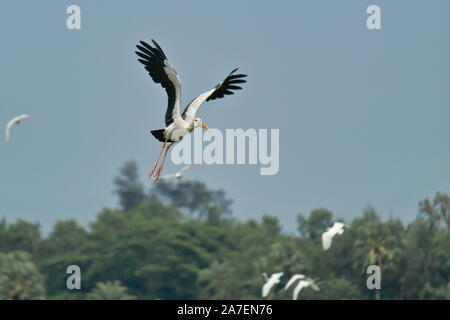 Eine openbill Stork (Anastomus oscitans) fliegt über den Wald in Sundarbans Delta region, West Bengalen in Indien Stockfoto