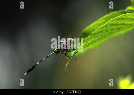Eine grüne Marsh hawk Dragonfly (Orthetrum sabina) sitzt auf einem Blatt in der Landschaft von West Bengalen in Indien Stockfoto