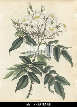 Weißer Moschus Rose, Rosa Moschata. Papierkörbe Kupferstich botanischen gezeichnet, graviert und von Henry Charles Andrews farbige für seine eigenen' Rosen, eine Monographie der Gattung Rosa", London, 1806. Andrews war ein englischer Botaniker, Künstler und Graveur, der Botaniker Repository" von 1797 bis 1812 und separate Volumes auf Rosen, Geranien und Heide veröffentlicht. Stockfoto