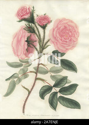 Pale Pink Moos oder Provence Rose, Rosa muscosa Provincialis var. flore Githago. Papierkörbe Kupferstich botanischen gezeichnet, graviert und von Henry Charles Andrews farbige für seine eigenen' Rosen, eine Monographie der Gattung Rosa", London, 1806. Andrews war ein englischer Botaniker, Künstler und Graveur, der Botaniker Repository" von 1797 bis 1812 und separate Volumes auf Rosen, Geranien und Heide veröffentlicht. Stockfoto