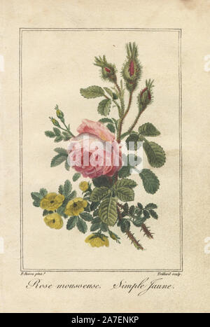 Rosa moss Rose, Rosa muscosa, und Yellow Dog Rose, Rosa Canina. Papierkörbe Illustration von Pancrace Bessa Auftragen von teillard von Charles Malo's 'Histoire des Roses graviert", Paris, 1818. Ein geschenkbuch für Damen mit 12 Miniatur botanicals von Bessa, einer der großen Französischen Blume Maler des 19. Jahrhunderts. Stockfoto