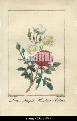 Damas einfache, Rosa Damascena, und Manteau d'Eveque, Rosa gallica. Papierkörbe Illustration von Pancrace Bessa Auftragen von teillard von Charles Malo's 'Histoire des Roses graviert", Paris, 1818. Ein geschenkbuch für Damen mit 12 Miniatur botanicals von Bessa, einer der großen Französischen Blume Maler des 19. Jahrhunderts. Stockfoto