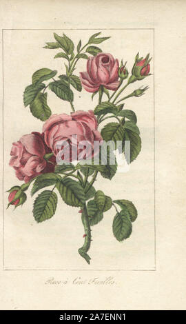 Rose einen Cent feuilles, Rosa centifolia. Papierkörbe Kupferstich von eine Illustration von Mlle. Prudhomme von "Hommage rendu à la Rose", Paris, ca. 1815. Ein Geschenk Buch mit der Geschichte der Rose und ein Dutzend botanischen Miniaturen. Stockfoto