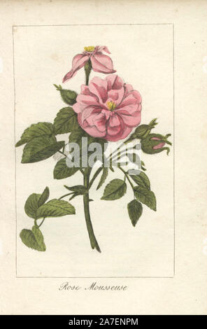 Papierkörbe Kupferstich von eine Illustration von Mlle. Prudhomme von "Hommage rendu à la Rose", Paris, ca. 1815. Ein Geschenk Buch mit der Geschichte der Rose und ein Dutzend botanischen Miniaturen. Stockfoto