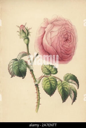 Kohl Rose, Rosa centifolia, von Robert Tyas ''Königin der Blumen, oder Memoiren der Rose", London, 1840. Unsigned handkoloriert Lithographie, aber wahrscheinlich von James Andrews. Wenig ist über den Künstler James Andrews (18011876) neben seiner Arbeit bekannt. Dieser begabte Künstler lehrte Blume - Malerei zu den Jungen Damen und veröffentlicht eine Abhandlung "Lektionen in Blume Malerei" im Jahre 1835. Stumpfe nennt ihn einen Illustrator der sentimentalen Blume Bücher", räumt jedoch ein, dass er "sehr talentiert." Seine Unterschrift JA kann in vielen botanischen Geschenk Bücher für Verleger Robert Tyas aus "Die Stimmung der Blumen" (1836) t gefunden werden Stockfoto