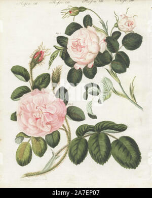 Queen Rose, Rosa regina rubicans und Moss Rose, Rosa muscosa Major. Papierkörbe Kupferstich aus eine Illustration aus der Natur durch Stark von bertuch's 'Bilderbuch pelz Kinder" (Bilderbuch für Kinder), Weimar, 1790-1830 gezogen. Johann Friedrich Bertuch (1747-1822) war ein deutscher Verleger und Mann der Künste berühmt für seine 12-Band Enzyklopädie für Kinder mit 1.200 illustrierte gravierte Schilder auf natürliche Geschichte, Wissenschaft, Kostüm, Mythologie, etc. Stockfoto