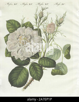 Weiß Damascener Rose, Rosa Damascena Flor. Alba. Papierkörbe Kupferstich von bertuch's 'Bilderbuch pelz Kinder" (Bilderbuch für Kinder), Weimar, 1790-1830. Johann Friedrich Bertuch (1747-1822) war ein deutscher Verleger und Mann der Künste berühmt für seine 12-Band Enzyklopädie für Kinder mit 1.200 illustrierte gravierte Schilder auf natürliche Geschichte, Wissenschaft, Kostüm, Mythologie, etc. Stockfoto