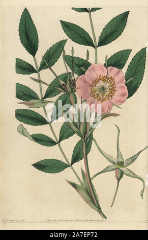 Rosa macrophylla mit rosa Blüten, Knospen und Blätter. Papierkörbe Kupferstich von Watt graviert aus eine Illustration von John Lindley aus seinem eigenen "Monographia Rosarum oder einem botanischen Geschichte der Rosen", London, Ridgeway, 1820. Lindley (1799-1865) war ein englischer Botaniker spezialisiert auf Rosen und Orchideen. Lindley schrieb und illustrierte Monografie, wenn gerade 22 Jahre alt. Er ging zu dem "botanischen Registrieren' von 1829 bis 1847 zu bearbeiten. Stockfoto
