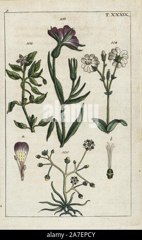 Sandkraut, Stellaria media 102, corncockle, Agrostemma githago 103, Feld Vogelmiere, Cerastium arvense 104 und Mais spurry, Spergula arvensis 105. Papierkörbe Kupferstich eines botanischen Illustration von G. T. Wilhelm's 'Unterhaltungen aus der Naturgeschichte" (Enzyklopädie), Augsburg, 1811. Gottlieb Tobias Wilhelm (1758-1811) war ein Geistlicher und Naturforscher in Augsburg, Bayern. Stockfoto