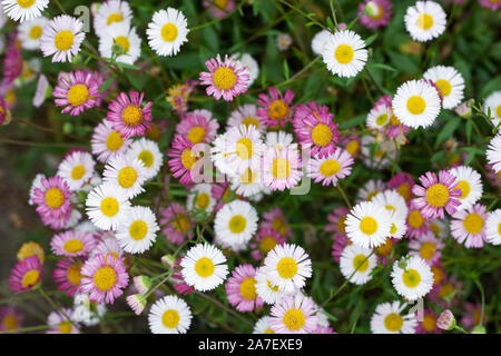 Erigeron karvinskianus Blumen. Stockfoto