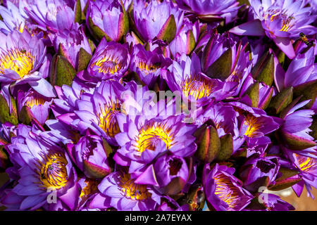 Bienen ernähren sich von Blauen Wasser Lilienblüten (Nymphaea nouchali) in Kandy in Sri Lanka. Dies ist die Nationalblume Sri Lankas (Manelblume). Stockfoto