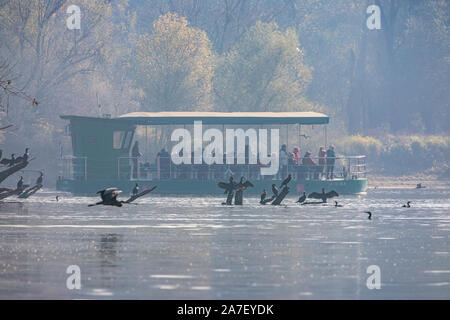 Boot Tour im Naturpark KOpacki rit Stockfoto