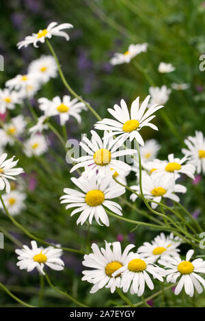 Leucanthemum Vulgare. Oxeye Gänseblümchen im Garten. Stockfoto