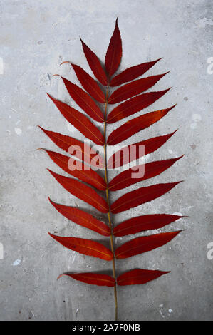 Herbst Zweig einer dekorativen sumac Baum mit rotem Laub. Auf grau grunge Hintergrund isoliert. Vorlage für Designer Stockfoto
