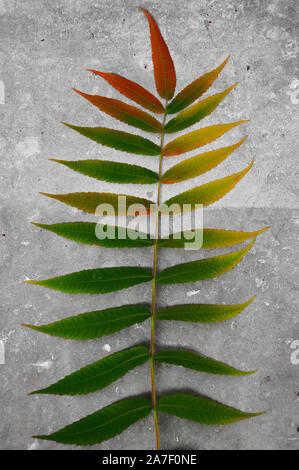 Herbst Zweig einer dekorativen sumac Baum mit bunten Laub. Auf grau grunge Hintergrund isoliert. Vorlage für Designer Stockfoto