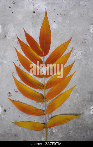 Herbst Zweig einer dekorativen sumac Baum mit orange Laub. Auf grau grunge Hintergrund isoliert. Vorlage für Designer Stockfoto