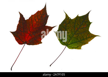 Mehrfarbige Herbst Ahorn Blätter in der Nähe. Auf weissem Hintergrund. Vorlage für Designer Stockfoto