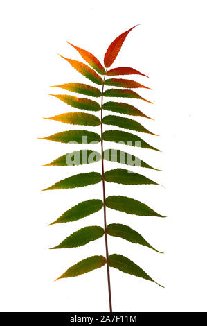 Herbst Zweig einer dekorativen sumac Baum mit bunten Blättern. Auf einem weißen Hintergrund. Vorlage für Designer Stockfoto