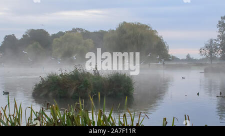 Wirbelnde Möwen fliegen durch den Morgennebel über der See ruft und kreischen und tauchen in das Wasser Stockfoto