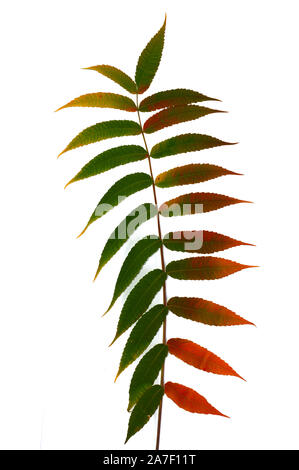 Herbst Zweig einer dekorativen sumac Baum mit bunten Blättern. Auf einem weißen Hintergrund. Vorlage für Designer Stockfoto