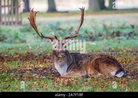 Ein Rotwild Hirsch ruht auf dem Taufrischen nasses Gras im Park woods Stockfoto