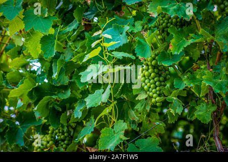 Trauben Berg in Südtirol Stockfoto