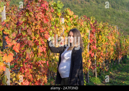 Schwangere Frau zwischen einer Reihe von Weinreben im Herbst Stockfoto