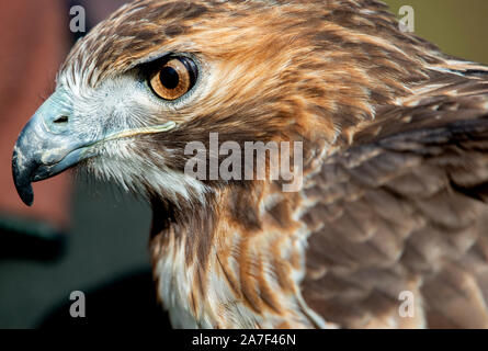 Liebenau, Deutschland. 26 Okt, 2019. Ein Red-tailed Bussard auf seine Umgebung auf einem Feld sieht. Mit dem so genannten Beizjagd der Deutschen Falcon - Bestellung (DFO) im Landkreis Nienburg, Falkner gehen in das Revier mit seinen Greifvögel und Jagd auf Hasen, Kaninchen und Krähen. Credit: Hauke-Christian Dittrich/dpa/Alamy leben Nachrichten Stockfoto