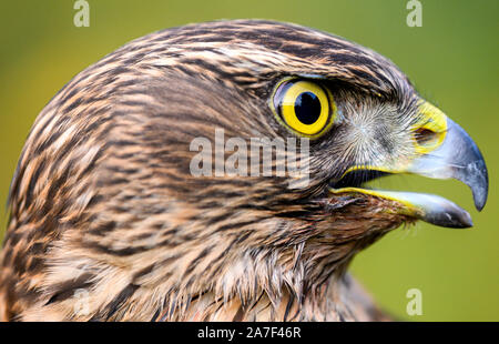 Liebenau, Deutschland. 26 Okt, 2019. Ein Falke in seiner Jugend Gefieder sitzt auf dem Handschuh von falconer und beobachtet die Umgebung. Mit dem so genannten Beizjagd der Deutschen Falcon - Bestellung (DFO) im Landkreis Nienburg, Falkner gehen in das Revier mit seinen Greifvögel und Jagd auf Hasen, Kaninchen und Krähen. Credit: mohssen Assanimoghaddam/dpa/Alamy leben Nachrichten Stockfoto