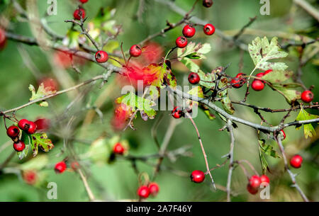 Liebenau, Deutschland. 26 Okt, 2019. Rote Beeren wachsen auf einem weißdornbusch in einem Feld. Hawthorns sind eine Gattung der Sträucher oder kleine Bäume des Kernobst Familie innerhalb der Familie der Rosengewächse. Credit: Hauke-Christian Dittrich/dpa/Alamy leben Nachrichten Stockfoto