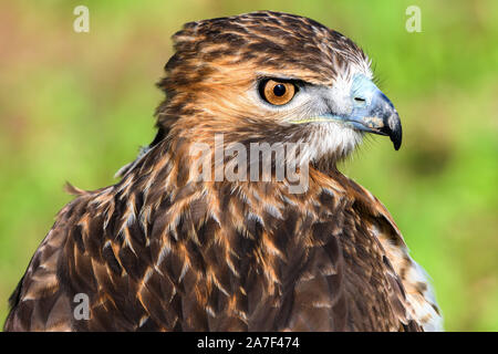 Liebenau, Deutschland. 26 Okt, 2019. Ein Red-tailed Bussard auf seine Umgebung auf einem Feld sieht. Mit dem so genannten Beizjagd der Deutschen Falcon - Bestellung (DFO) im Landkreis Nienburg, Falkner gehen in das Revier mit seinen Greifvögel und Jagd auf Hasen, Kaninchen und Krähen. Credit: mohssen Assanimoghaddam/dpa/Alamy leben Nachrichten Stockfoto