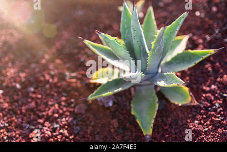 Nahaufnahme der Aloe Vera Pflanze auf roten vulkanischen Boden im warmen Sonnenlicht Stockfoto