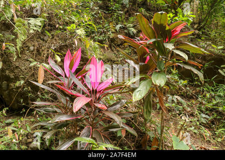 Foto von einem tropischen Cordyline Fruticosa Werk gemeinhin als Ti-Anlage. Cordyline Fruticosa Rosa Formular im Dschungel wächst. Üppige Vegetation. Stockfoto