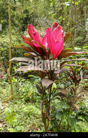 Foto von einem tropischen Cordyline Fruticosa Werk gemeinhin als Ti-Anlage. Cordyline Fruticosa Rosa Formular im Dschungel wächst. Üppige Vegetation. Stockfoto