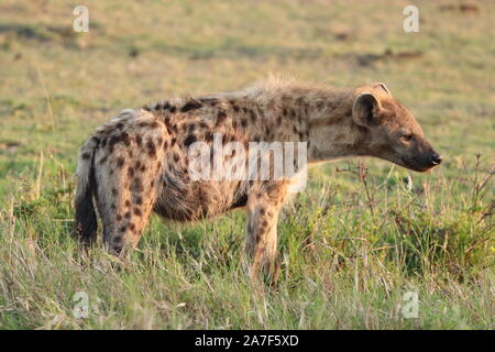 Tüpfelhyäne (Crocuta crocuta) in der afrikanischen Savanne. Stockfoto