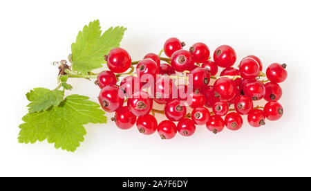 Rote Johannisbeere isoliert auf weißem Hintergrund Stockfoto